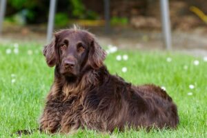 Bella – Yorkipoo