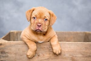 Charlie – Havapoo
