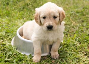 Cooper – Shih-Poo