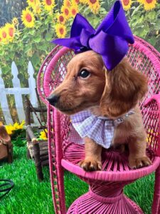 Paul test – Maltipoo